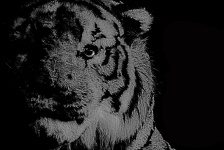 Tiger Portrait Etching