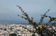 Tree Branch and San Francisco
