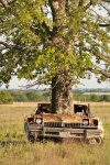 Träd som växer ut ur övergiven bil 3