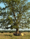 Tree Growing Out of Abandoned Car