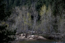 Trees in the river