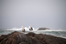 Two gulls and the Sea