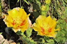 Two Prickly Pear Cactus Blooms