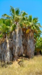 Untrimmed palm trees