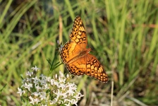 Papillon fritillaire panaché 5
