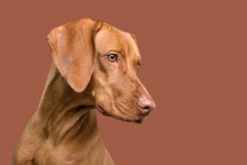 Vizsla Dog Portrait