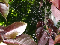 Wet spider web