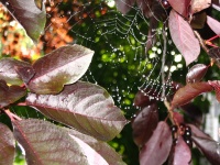 湿蜘蛛网