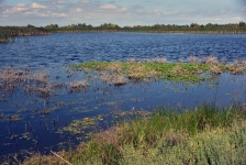 Wetlands Landscape View
