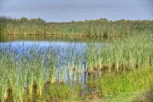 Wetlands Landscape View