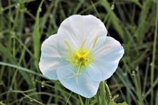 White Evening Primrose And Dew