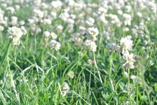 White Flowers In Grass