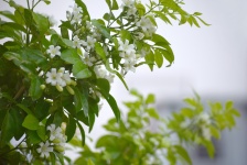 White fragrant flowers 2