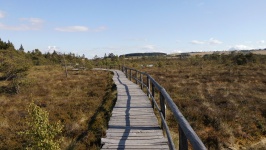 Wooden Path in Moor