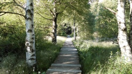 Wooden Path in Moor