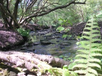 Woods and stream