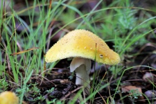 Yellow Amanita Mushroom Close-up