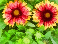 Yellow And Red Flowers