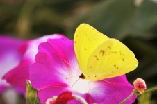Yellow Butterfly on Purple Flower