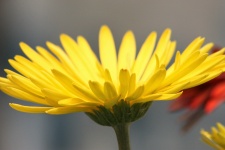 Yellow Gerber Daisy Profile