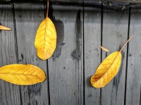 Yellow Leaves on Wood Patio
