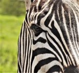 Zebra yeux gros plan