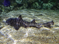 Zebra Horn Hai
