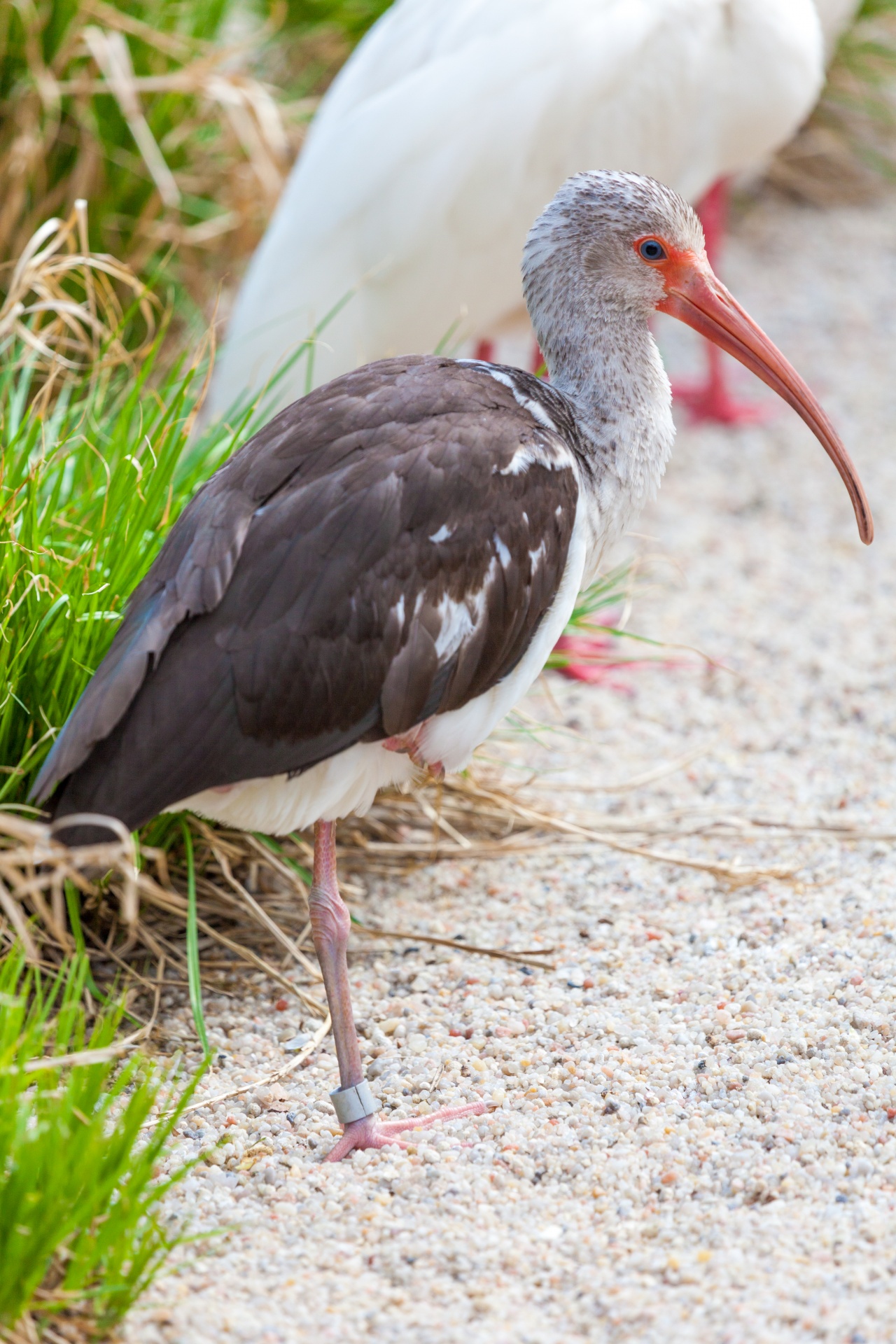 Jonge witte ibis