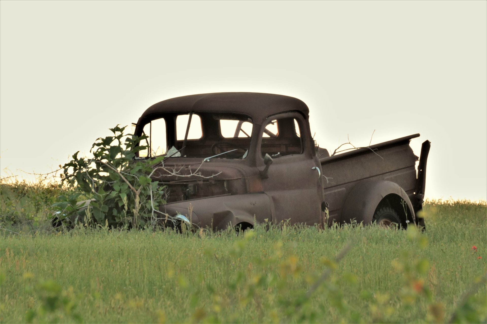 被放弃的1955年道奇卡车在领域