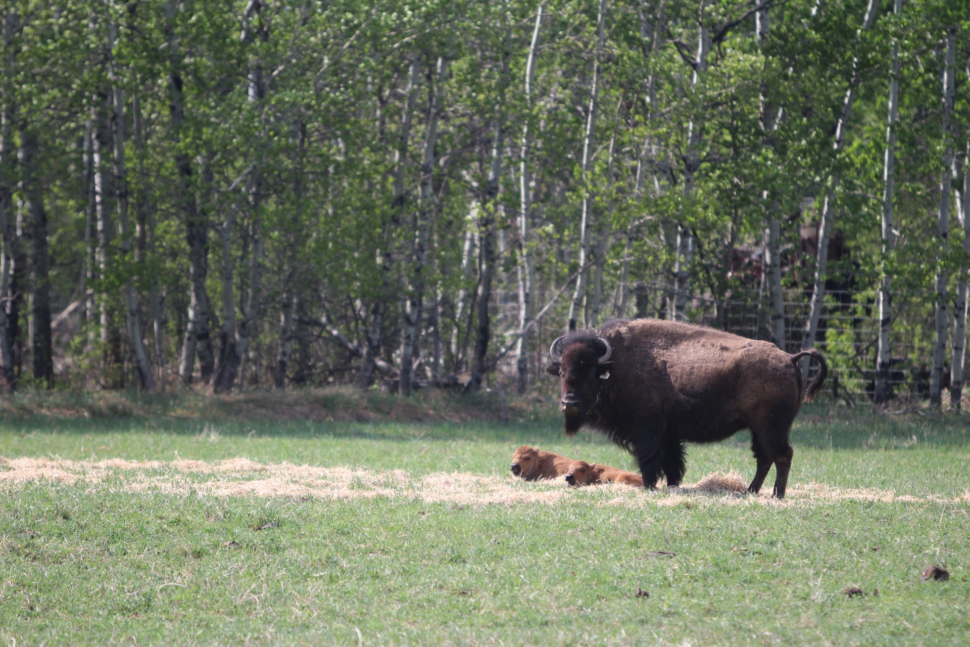 Baby buffalo bison