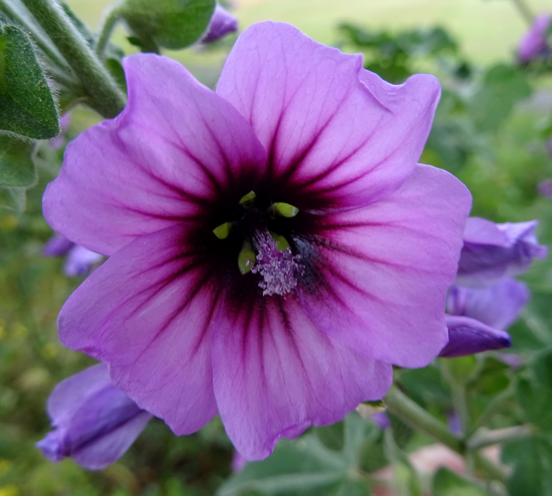 Mooie paarse bloem