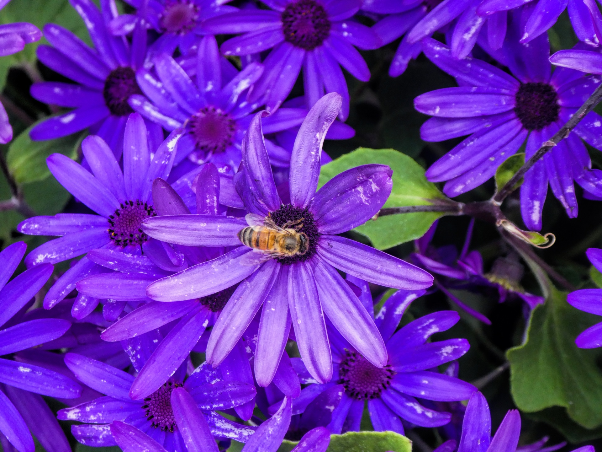 蜜蜂在紫色的花朵上