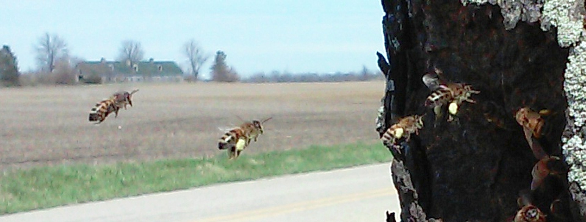 蜜蜂携带花粉