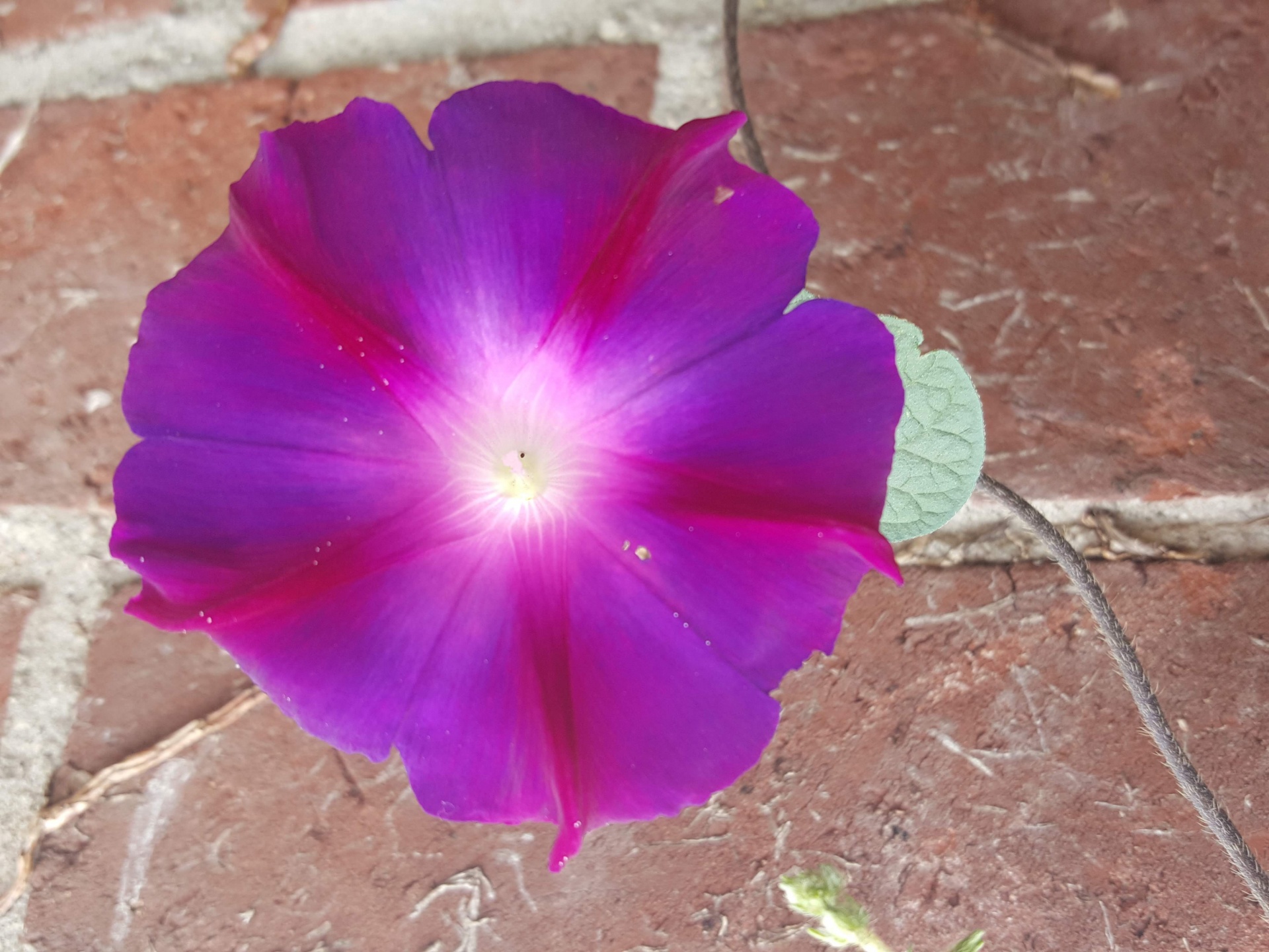 大紫色的花