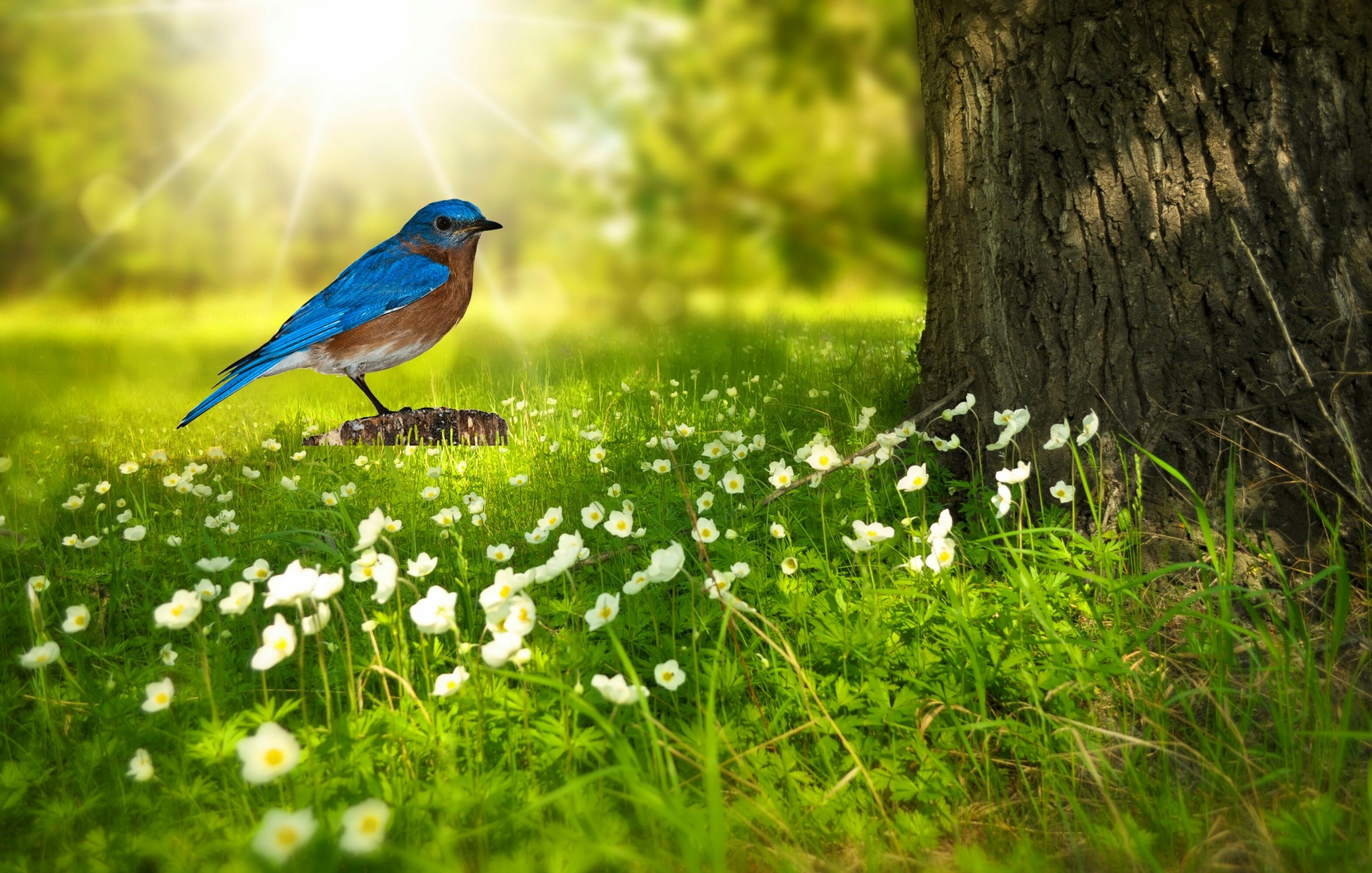 Bird, Bluebird, Bird Png, Nature,