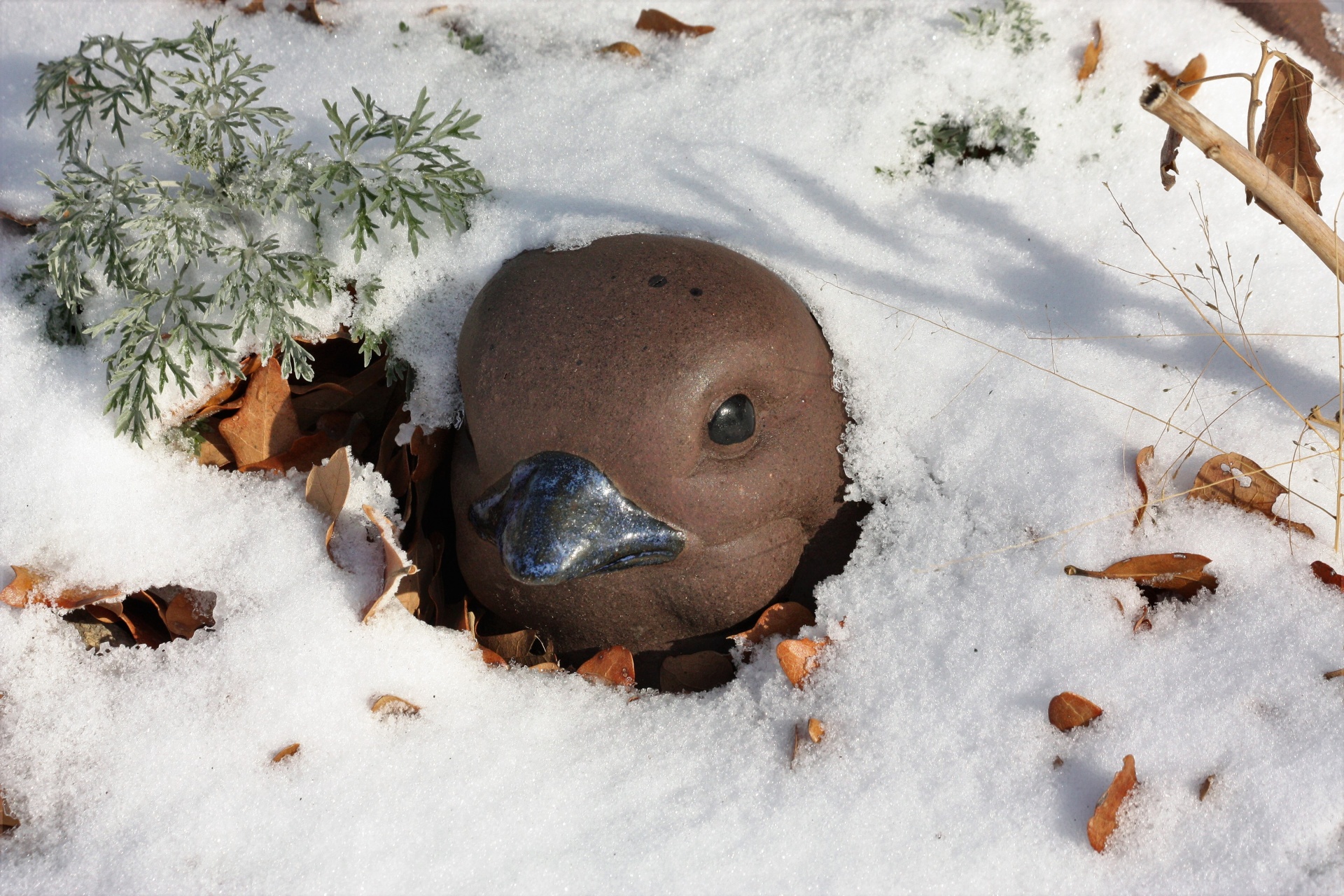 Vogel bedekt met sneeuw