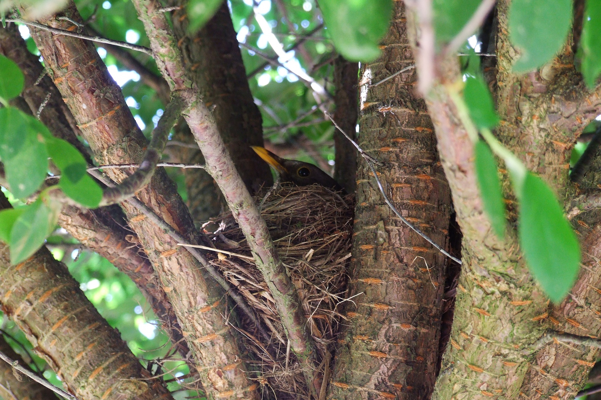 Vogel in het nest