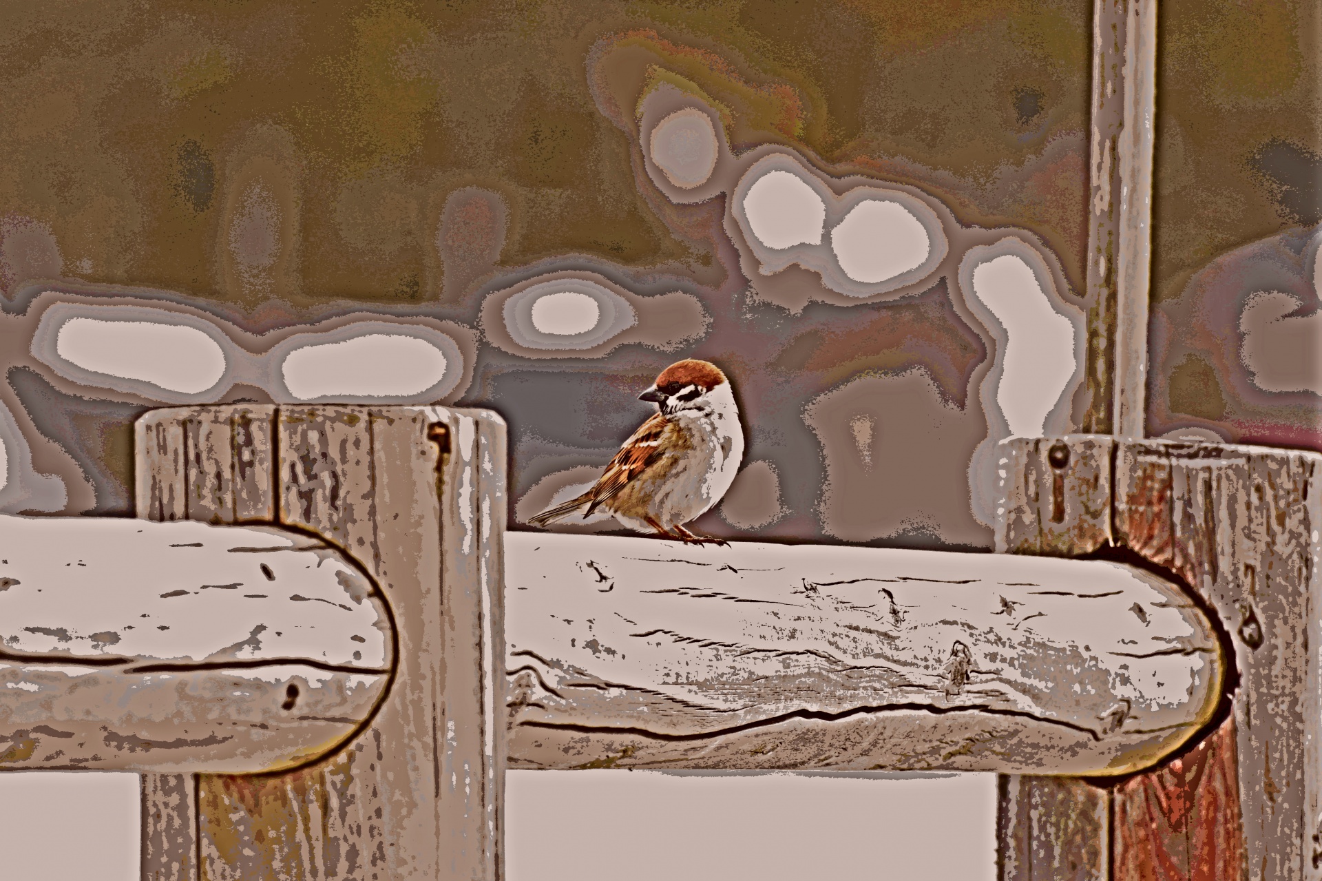 Bird On The Fence