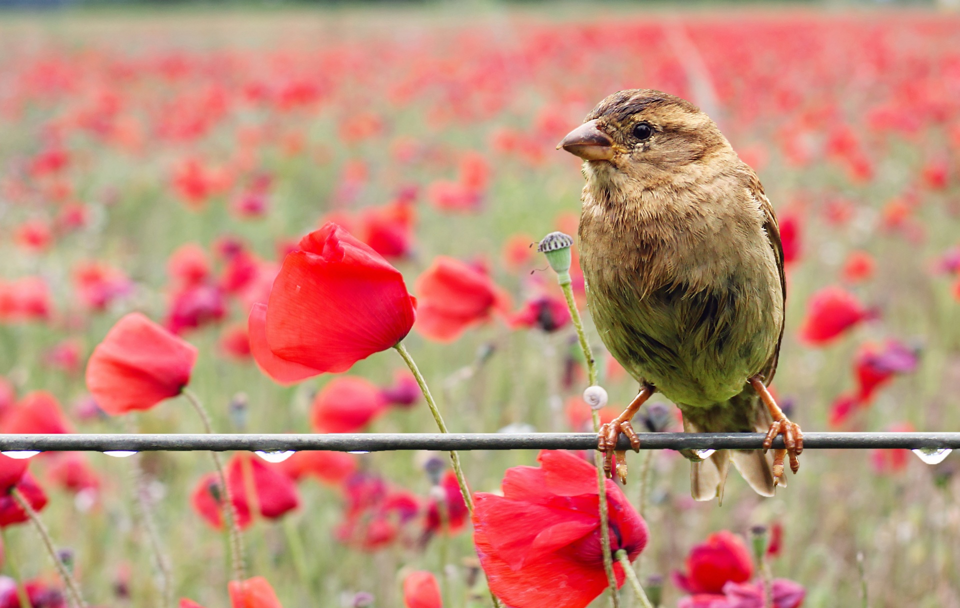 Bird Poppy Field Sparrow