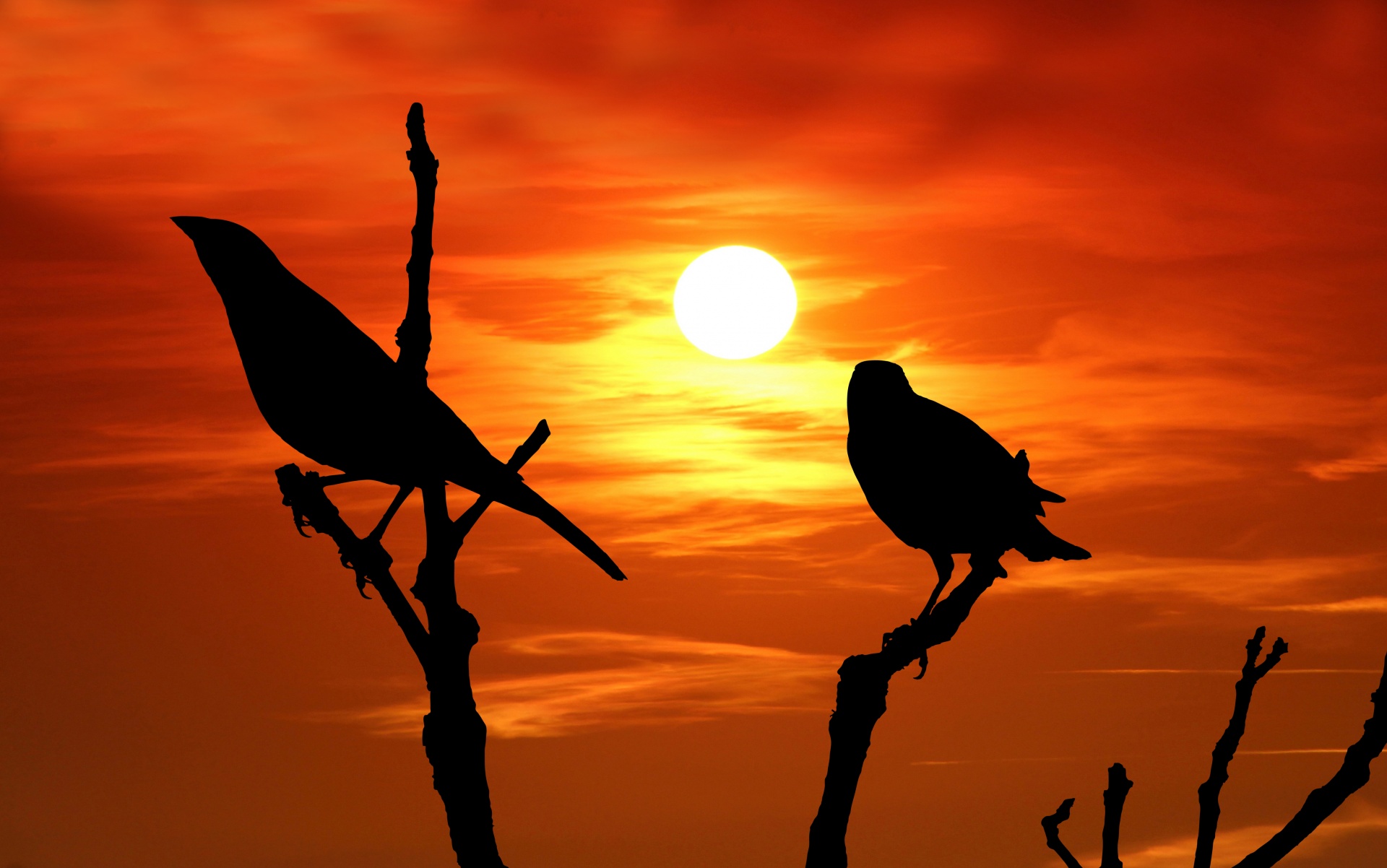 Vogelsilhouet bij zonsondergang