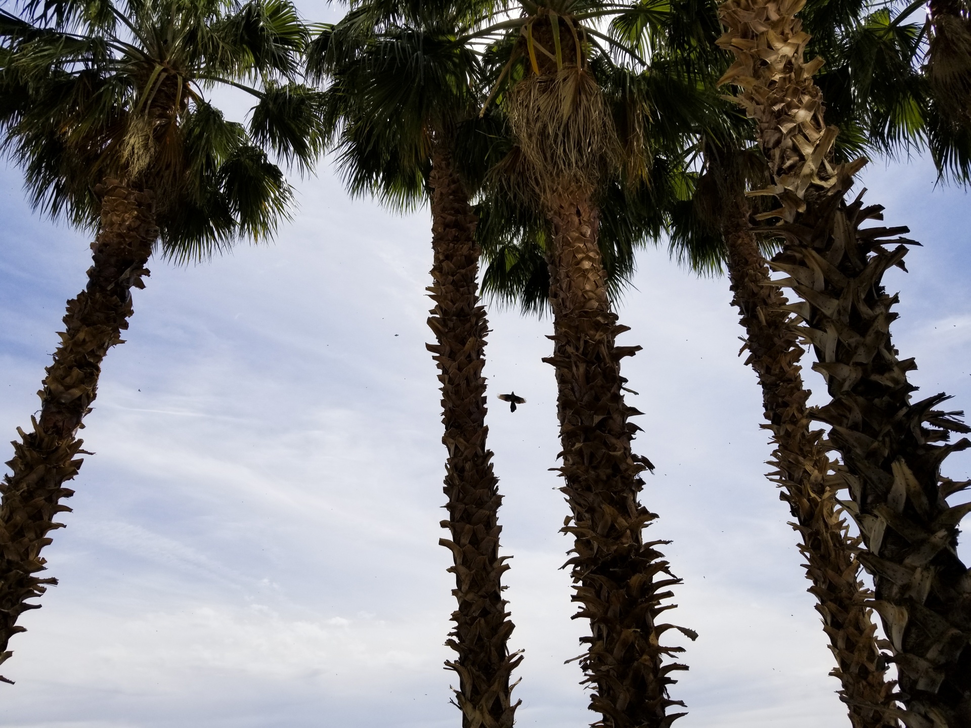 Vogel stijgt door palmen