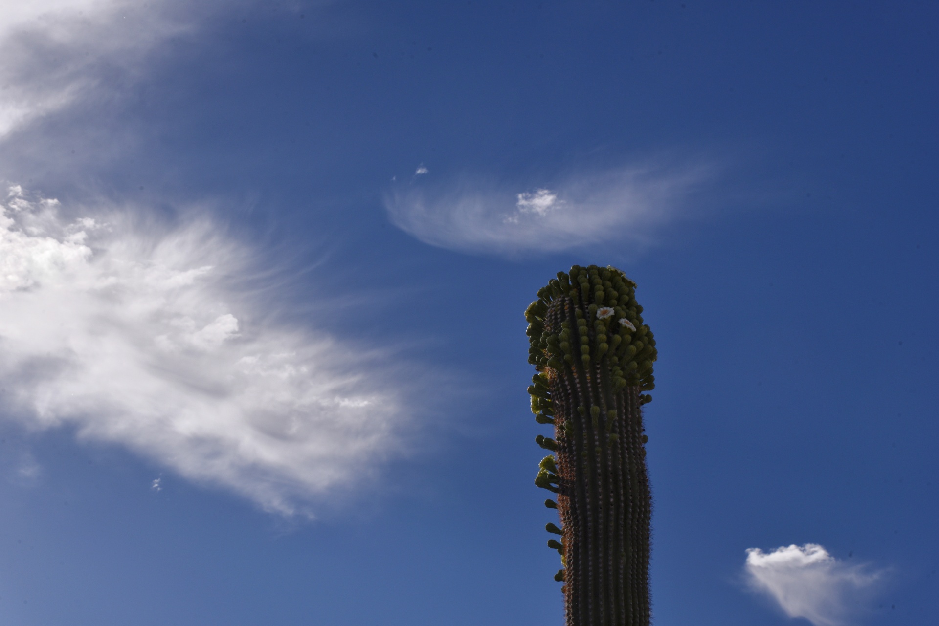 Bloeiende Saguaro-cactus