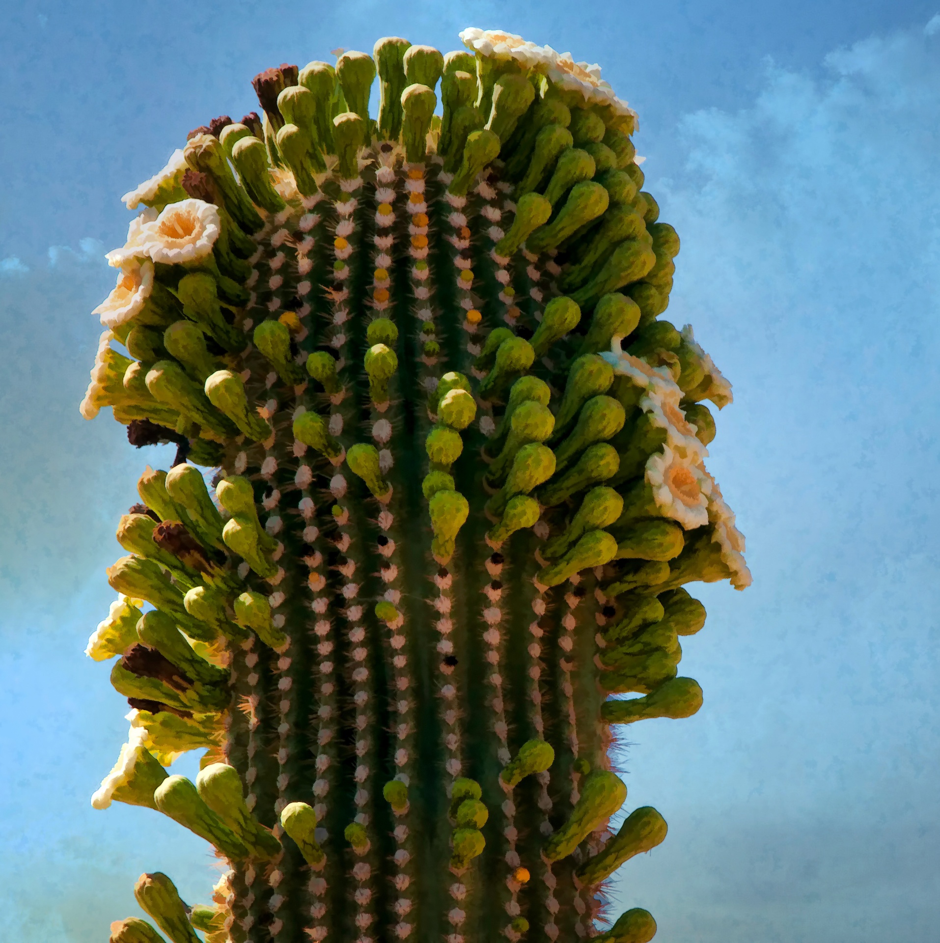 Bloeiende Saguaro-cactus