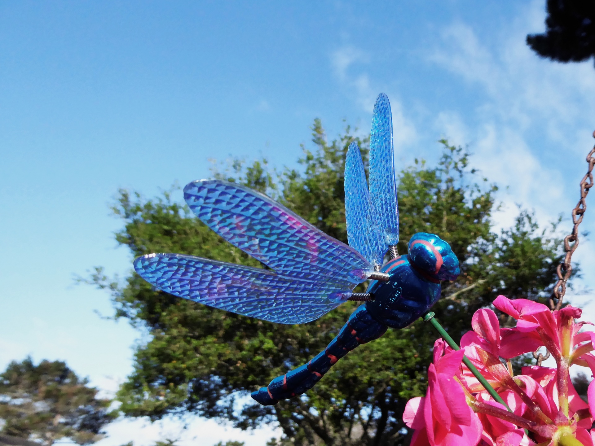 蓝蜻蜓的装饰