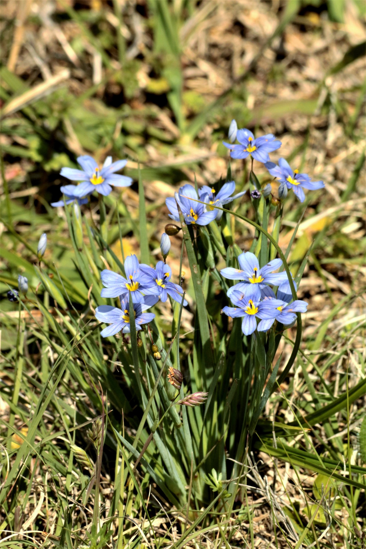 Blauwogig gras wilde bloemen 2