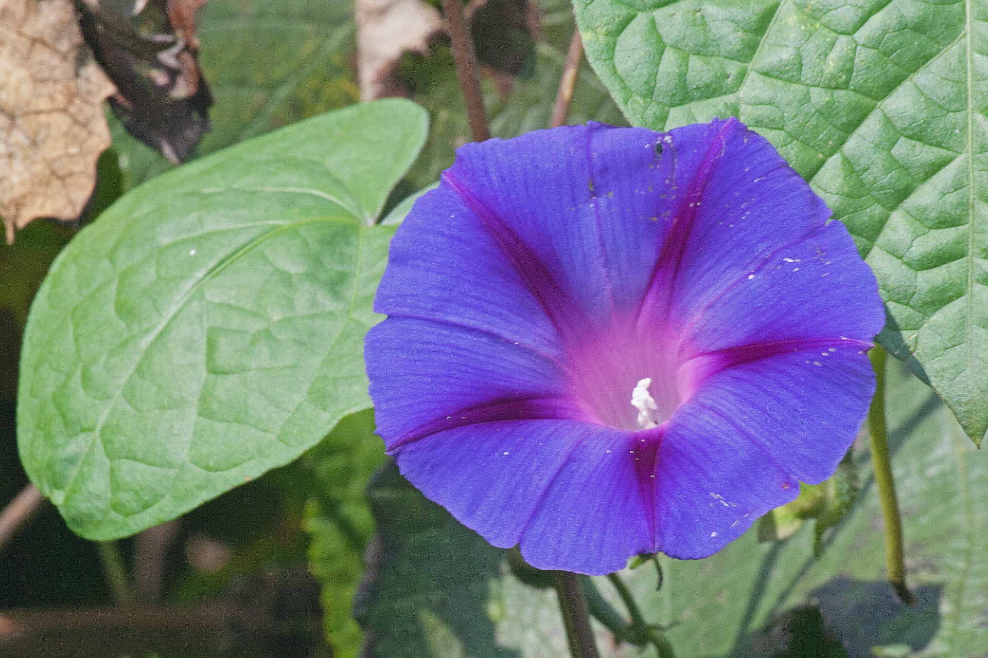 Blauwe ochtend glorie bloem