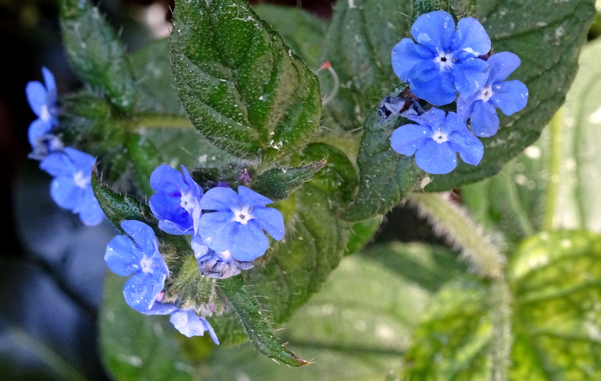 蓝色花瓣花和植物