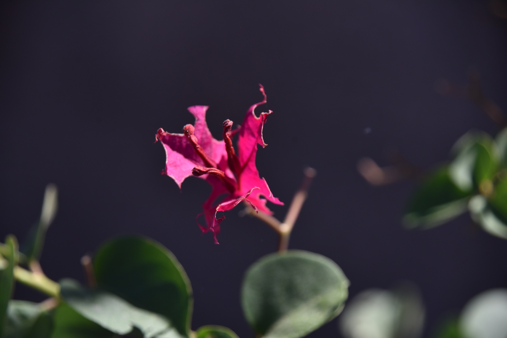 Helder roze bloem