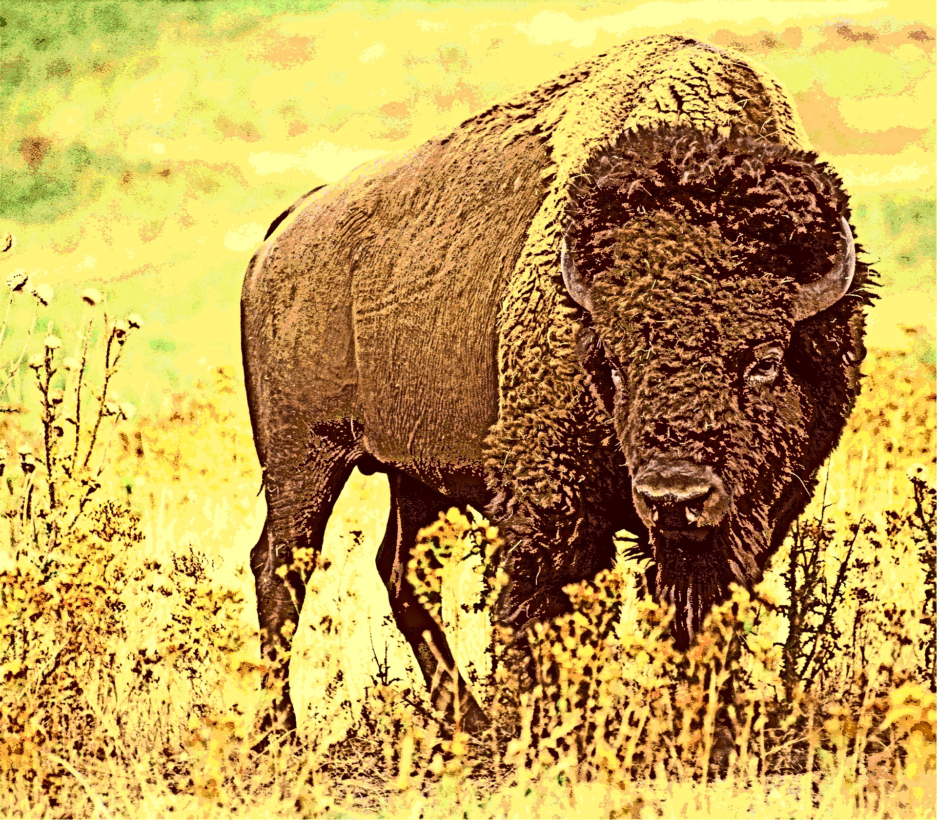 Buffalo-posterisatie