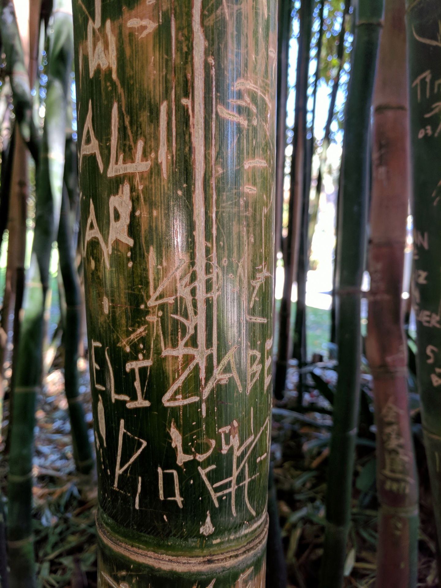 Gesneden bamboescheuten